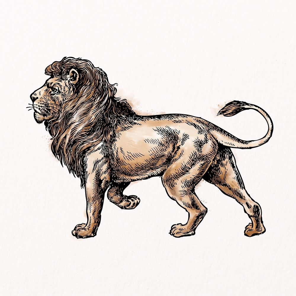 Lion watercolor clipart, wildlife illustration psd
