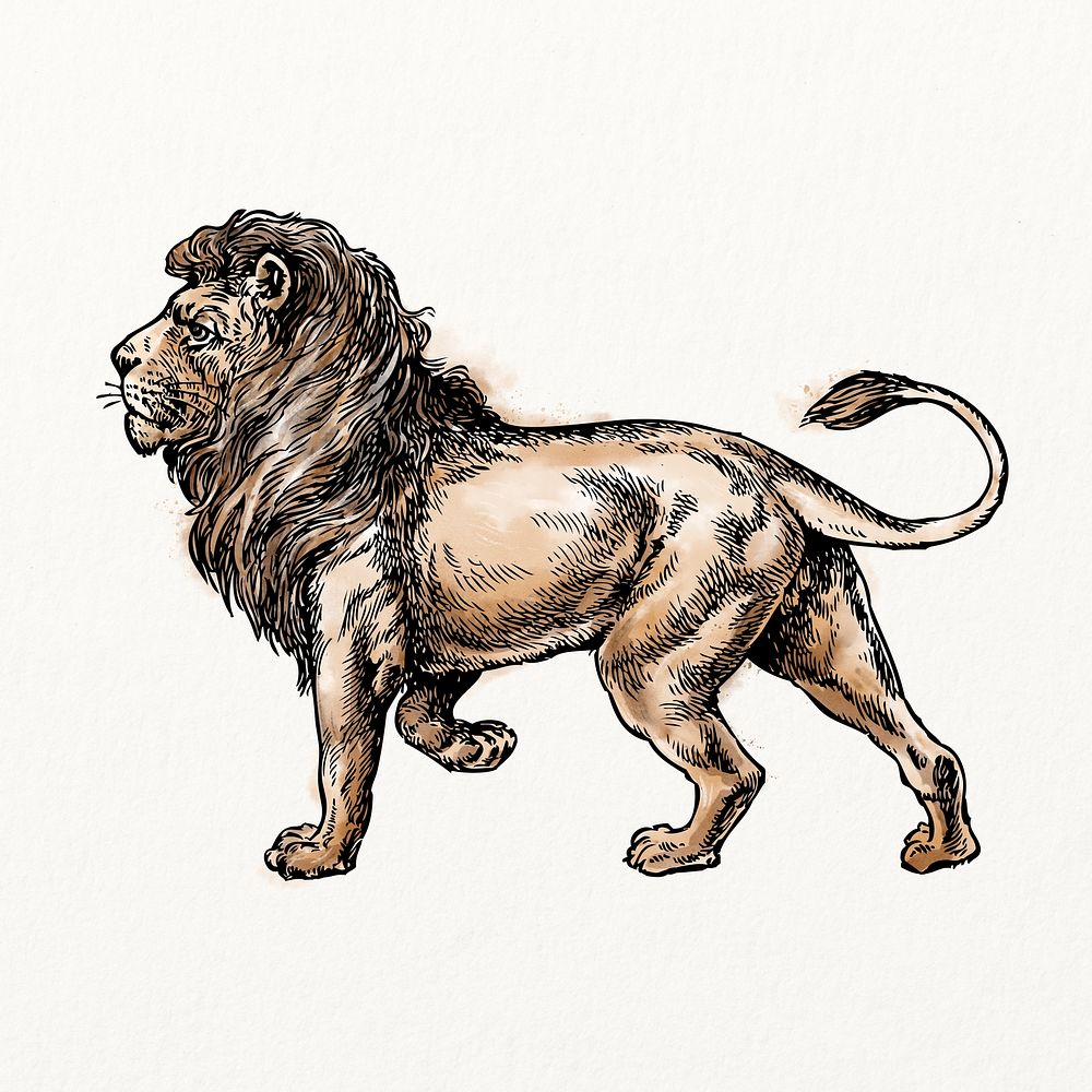 Lion watercolor, animal illustration, vintage design