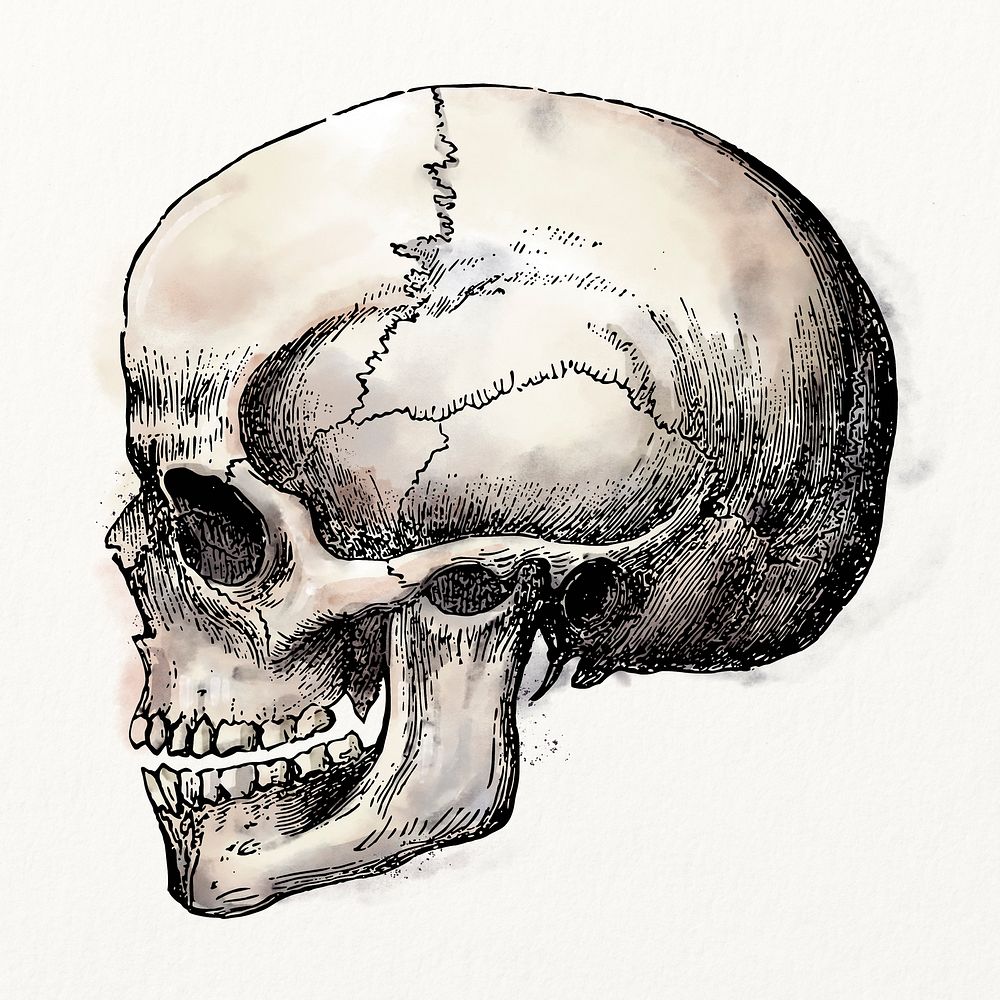 Human skull watercolor, Halloween illustration, vintage design