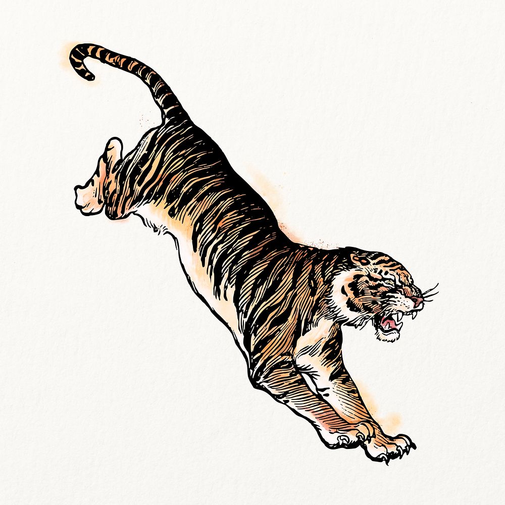 Jumping tiger watercolor, animal illustration, vintage design