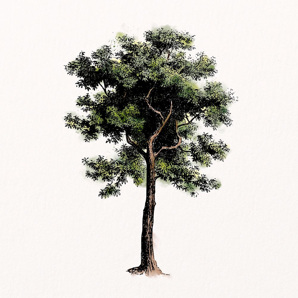 Tree watercolor clipart, nature illustration psd