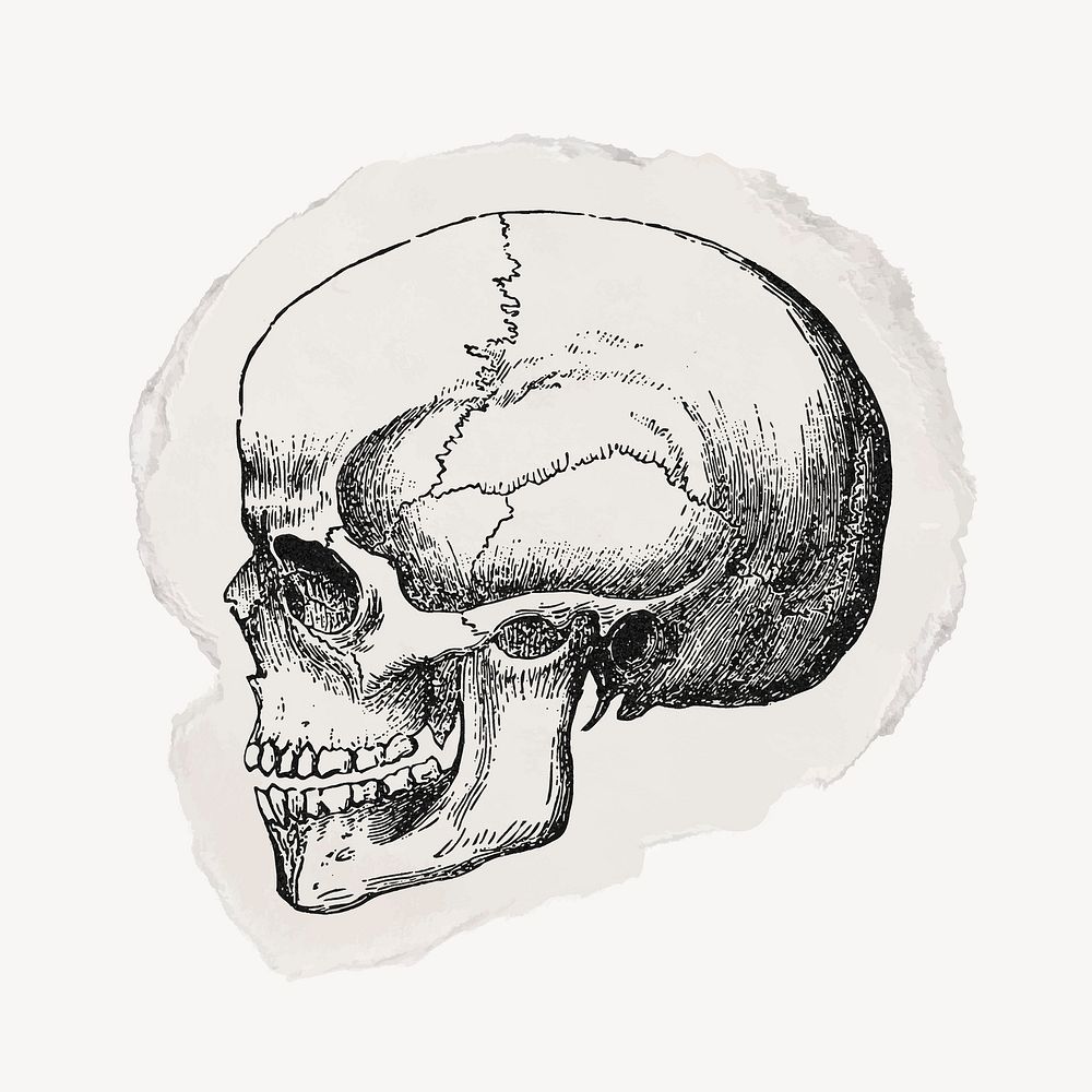Human skull ripped paper clipart, vintage illustration vector