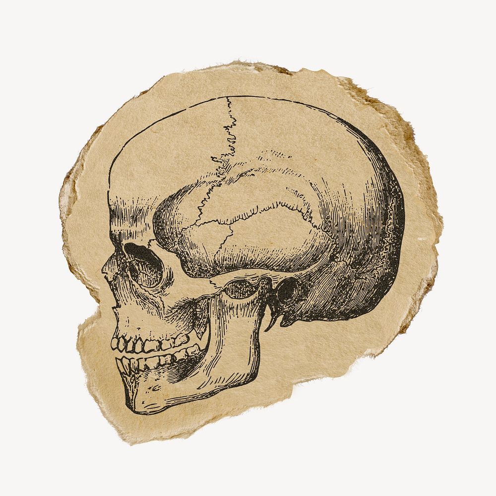 Human skull drawing, ephemera torn paper, vintage illustration