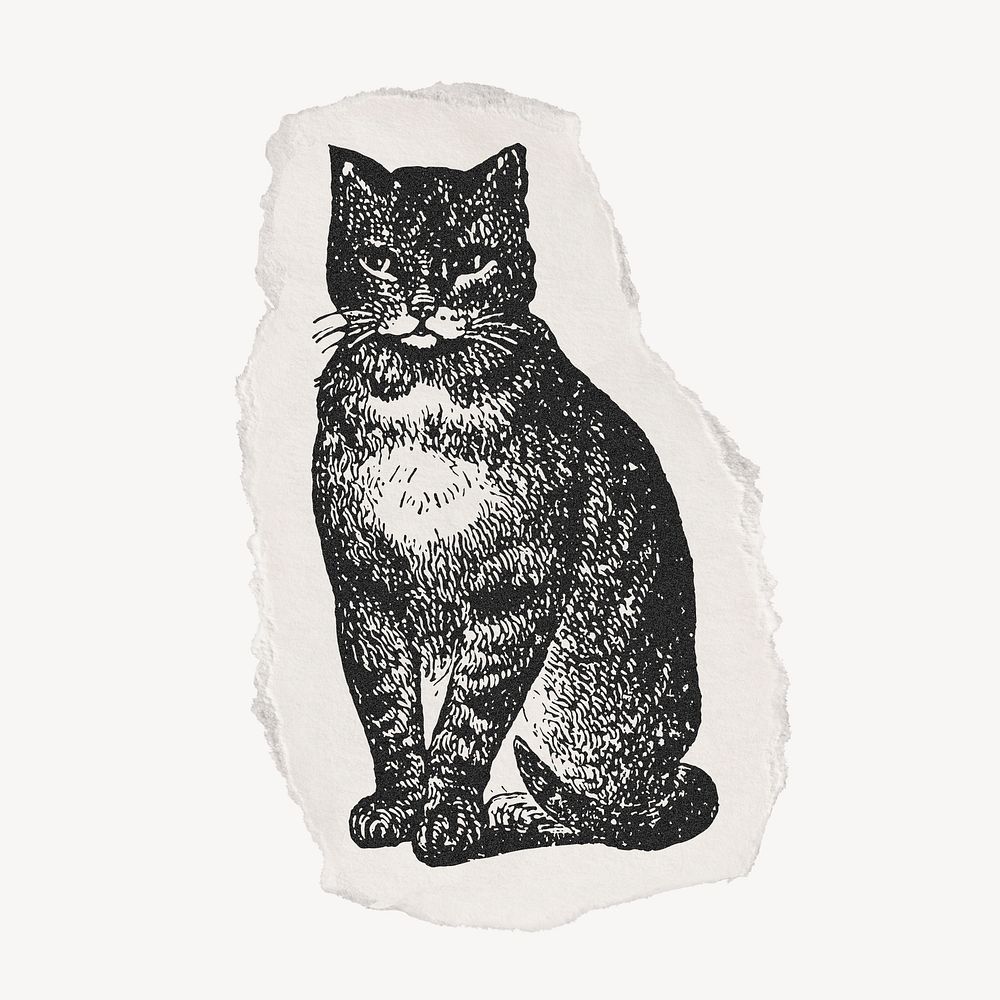 Cat drawing, torn paper, animal vintage illustration.