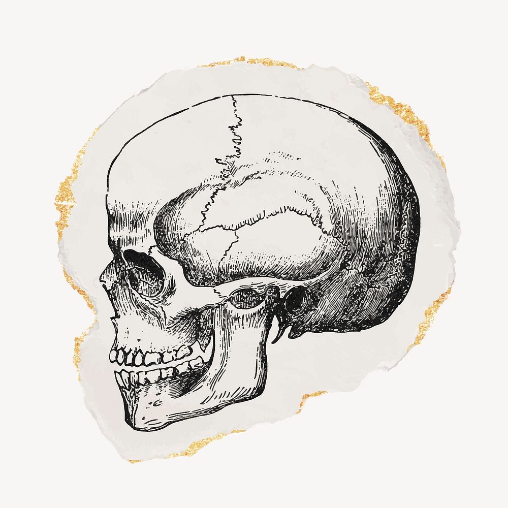 Human skull, ephemera ripped paper clipart, gold glittery vintage illustration vector