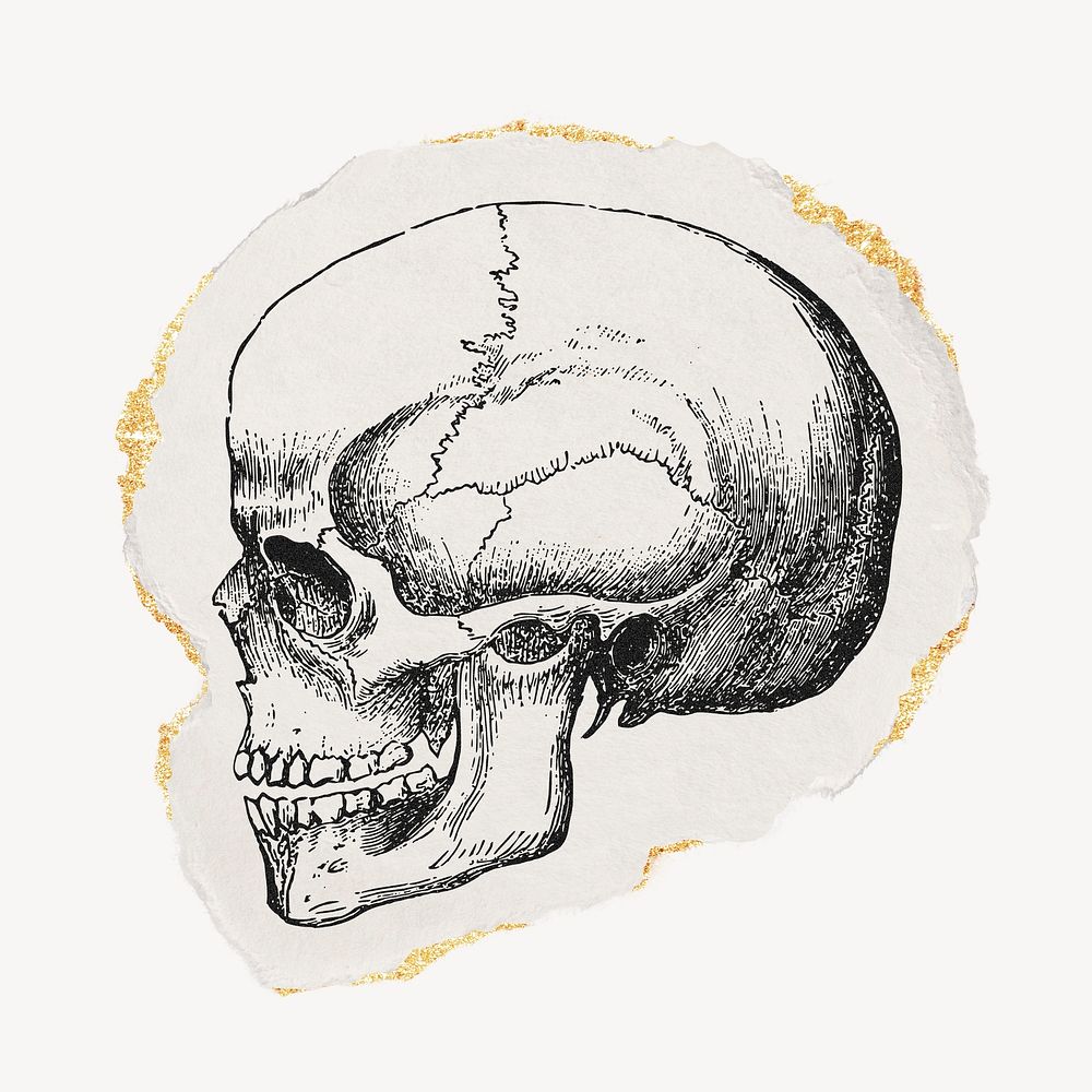 Human skull drawing, ripped paper, gold shimmer collage element psd