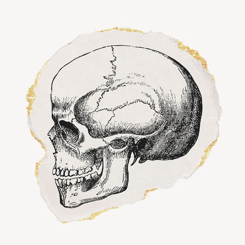 Human skull drawing, torn paper, gold shimmer, vintage illustration