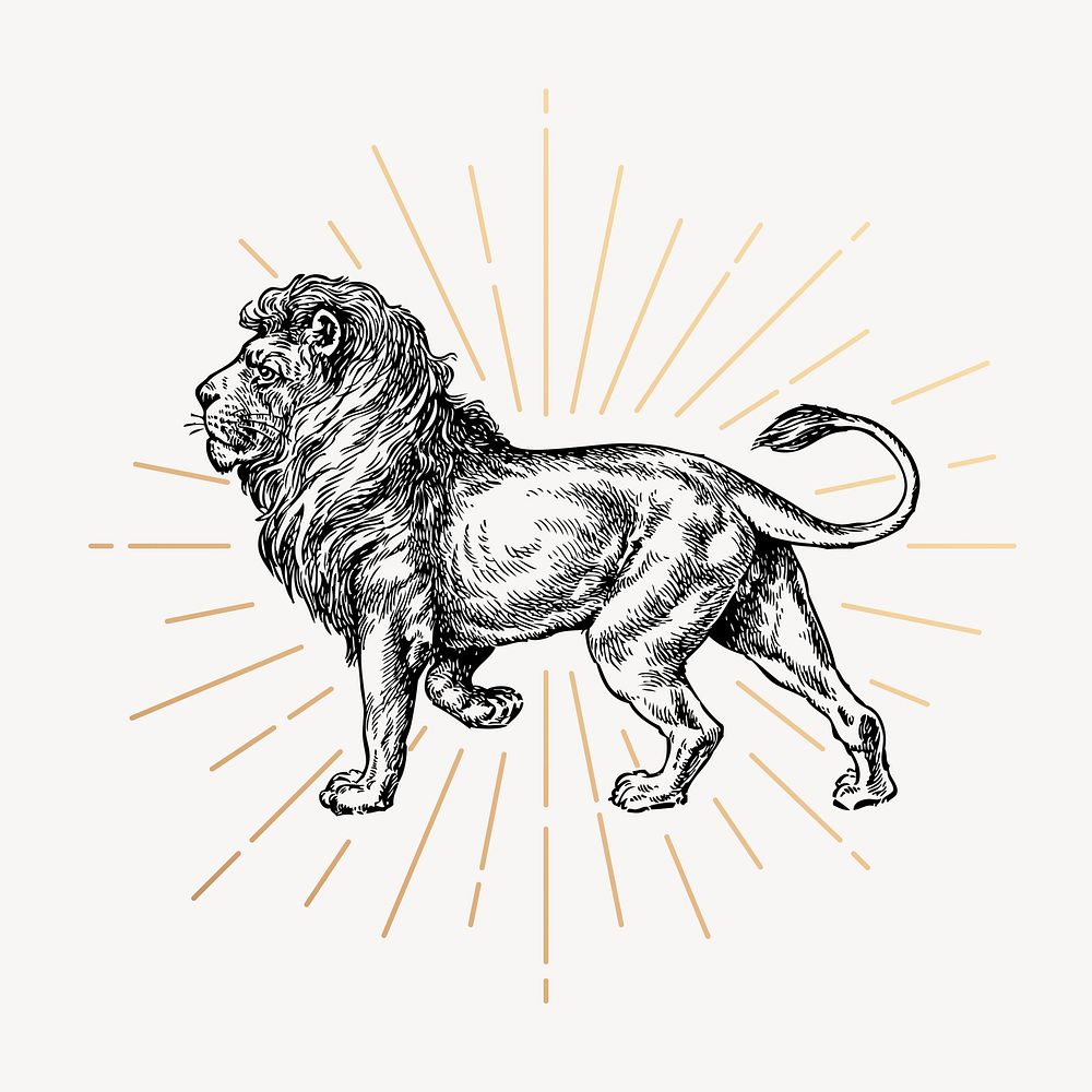 Walking lion clipart, vintage wildlife drawing vector