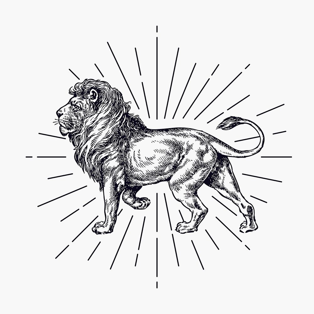 Walking lion clipart, vintage wildlife drawing vector