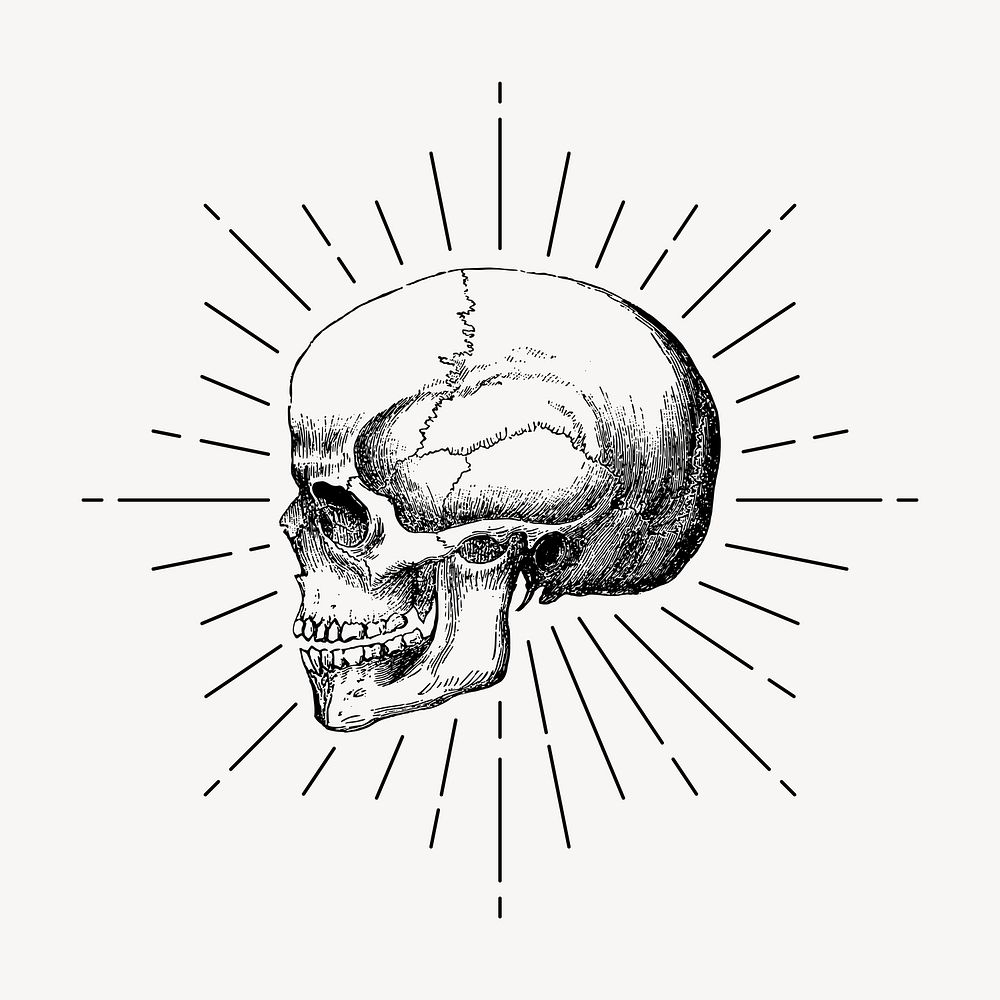 Human skull drawing, vintage goth illustration