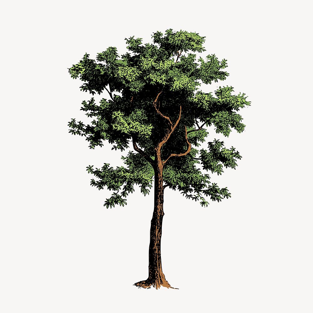 Tree collage element, vintage nature illustration vector