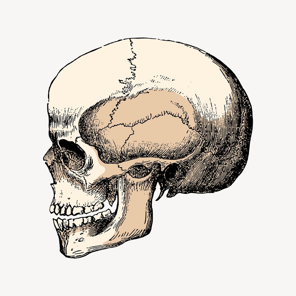 Human skull collage element, vintage Halloween illustration vector