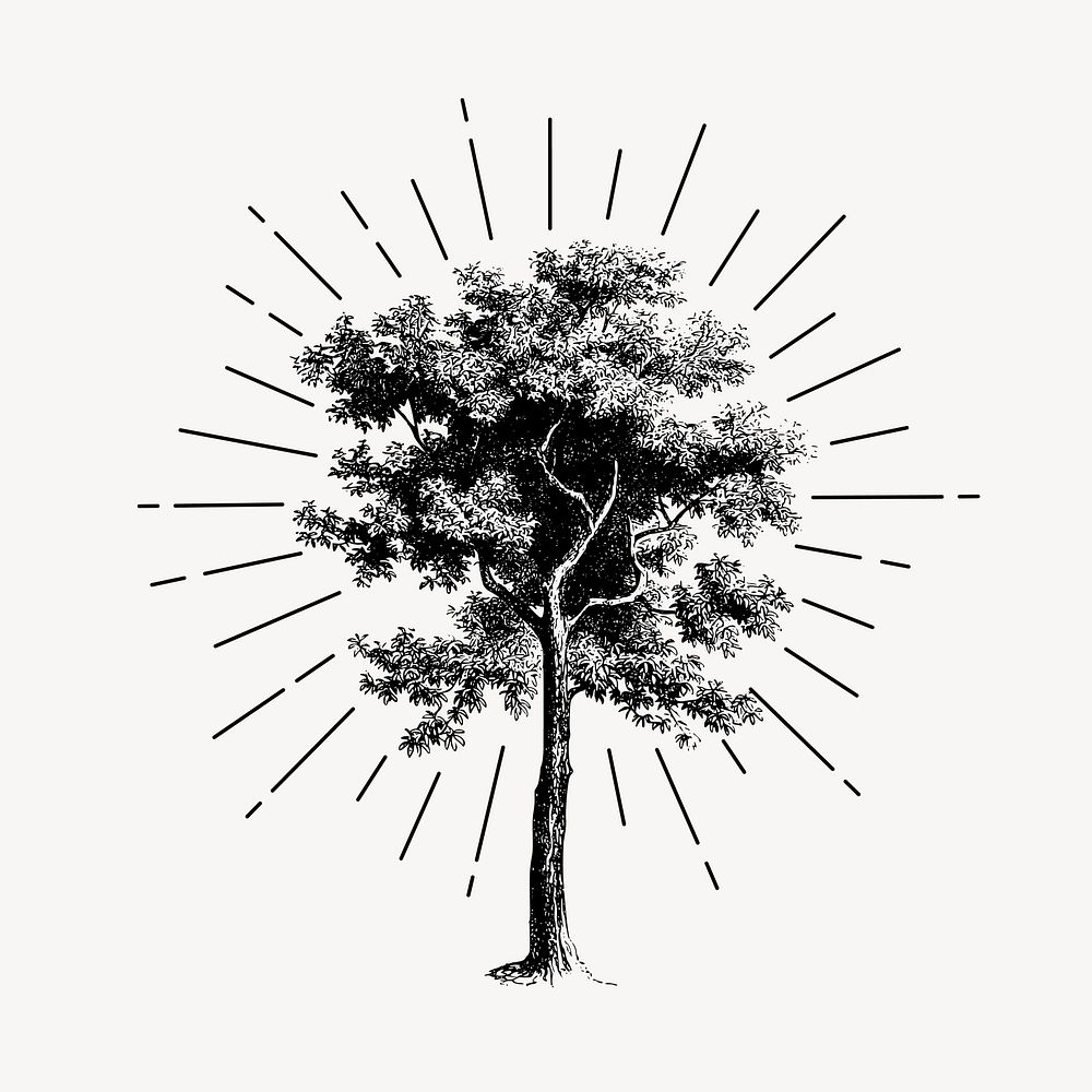 Vintage tree drawing, botanical illustration