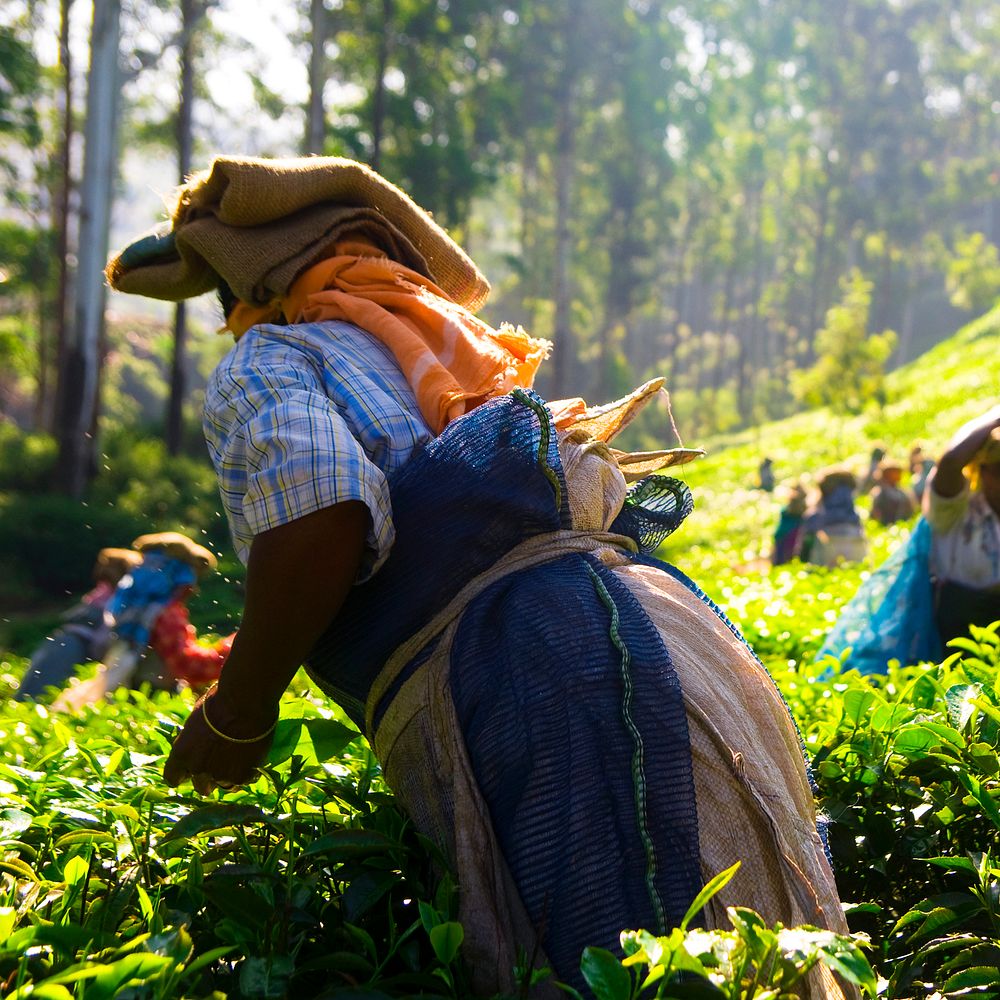 Tea pickers working at Kerela India.