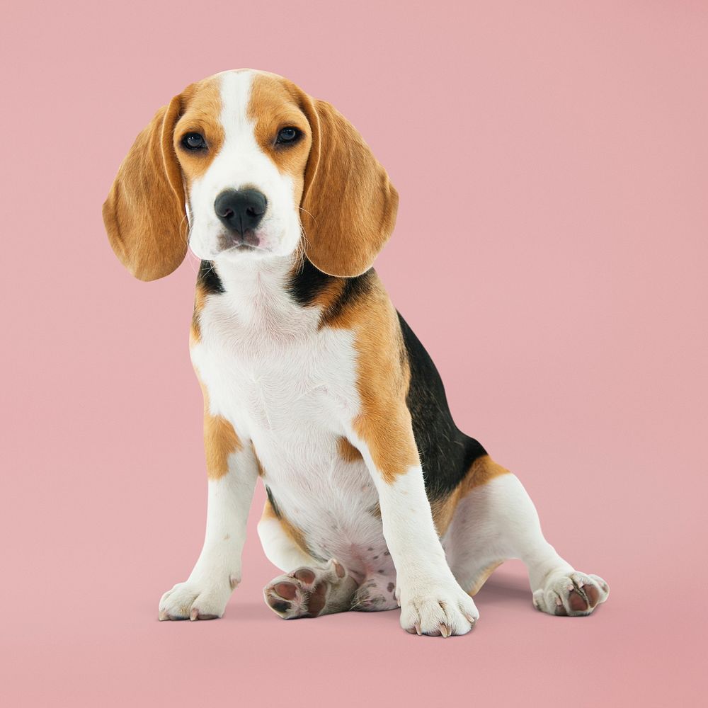 Cute beagle sitting, dog in pink background