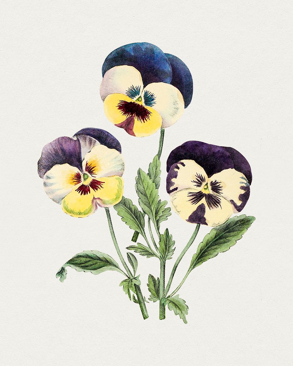 Antique illustration of Viola tricolor linn