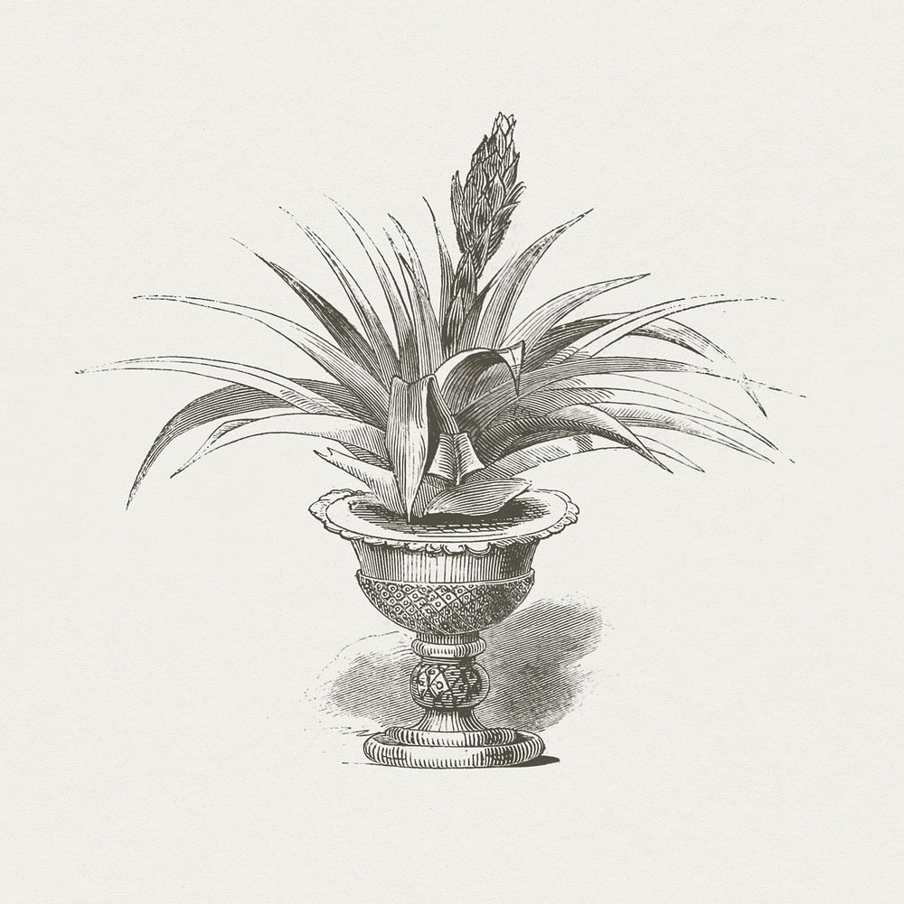 Antique illustration of plant in a pot