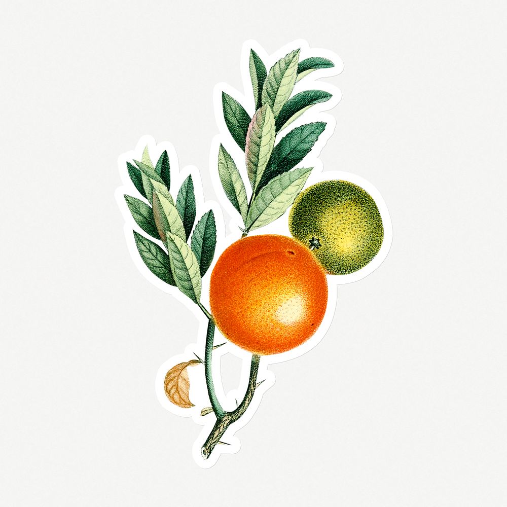 Hand drawn oranges on a branch sticker with a white border