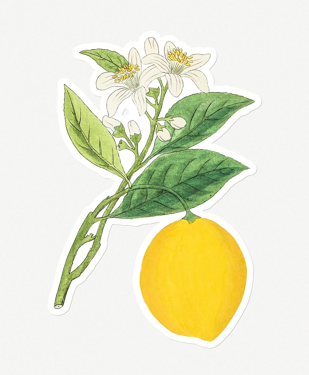 Hand drawn lemon on a branch sticker with a white border
