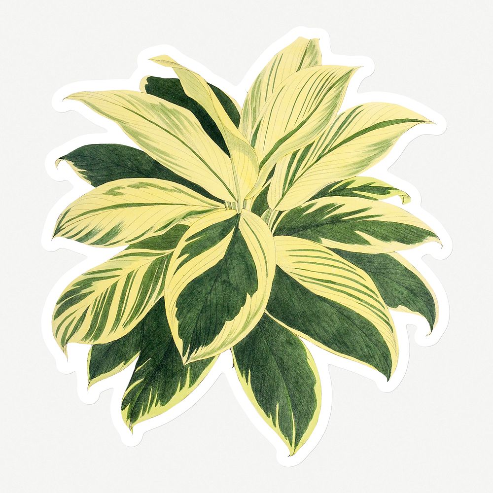 Hand drawn dracaena plant sticker with a white border