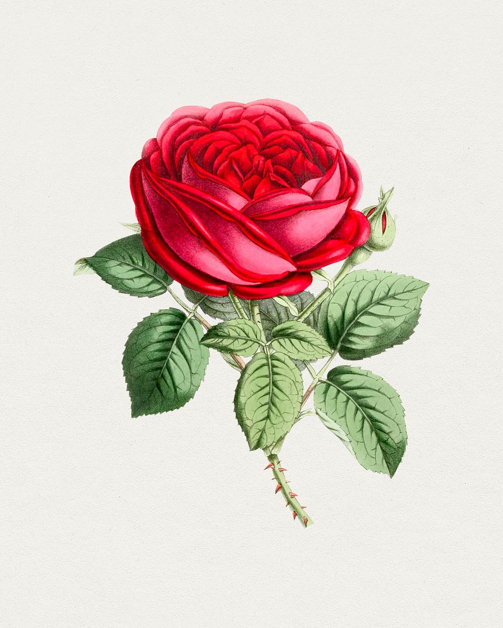 Antique watercolor drawing of rose