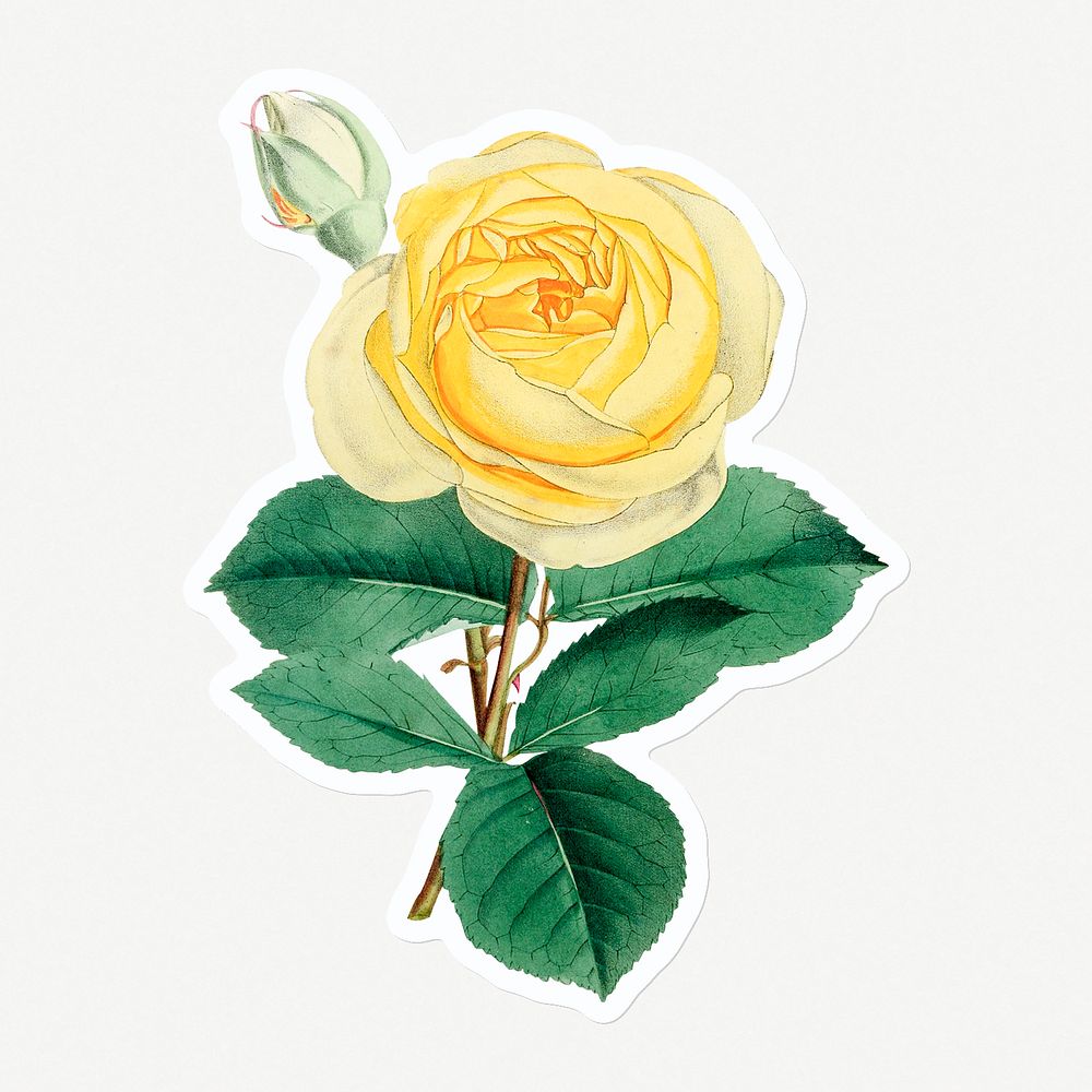 Hand drawn of a yellow rose flower sticker with a white border