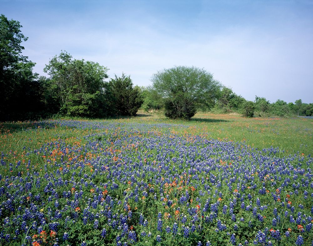 Texas is famous for, and even more proud of, its bluebonnet fields, which come to life each spring in the Hill Country. This…