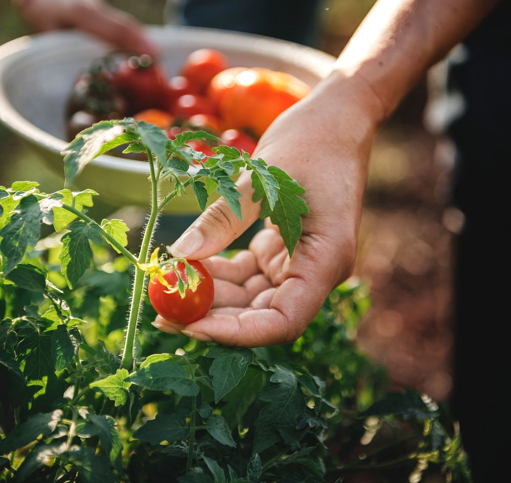 Farmer picking a fresh tomato