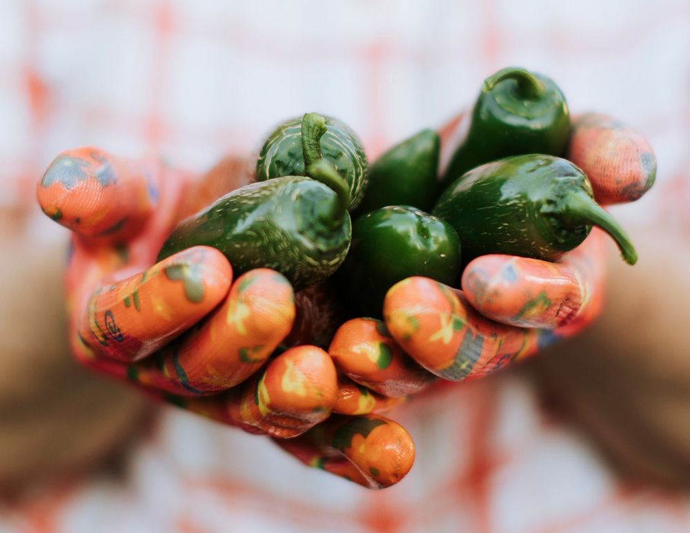 Senior woman holding organic jalapeno peppers from her own garden