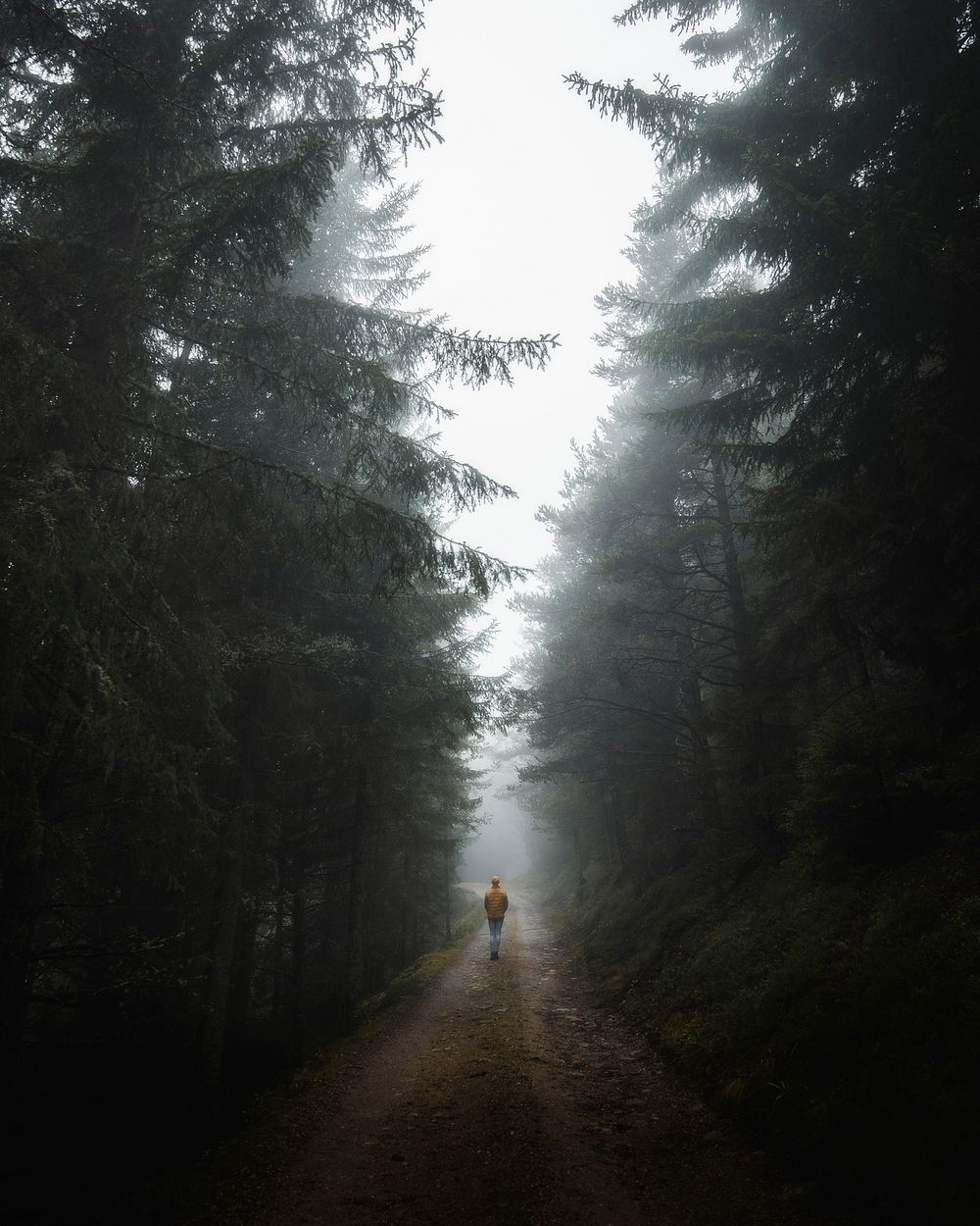 Man walking up the misty woods in the Dolomites