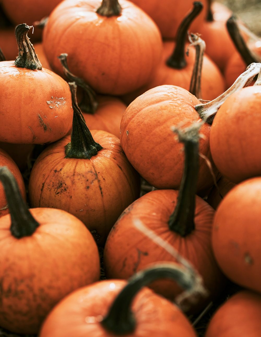 Halloween pumpkin in dark autumn mood