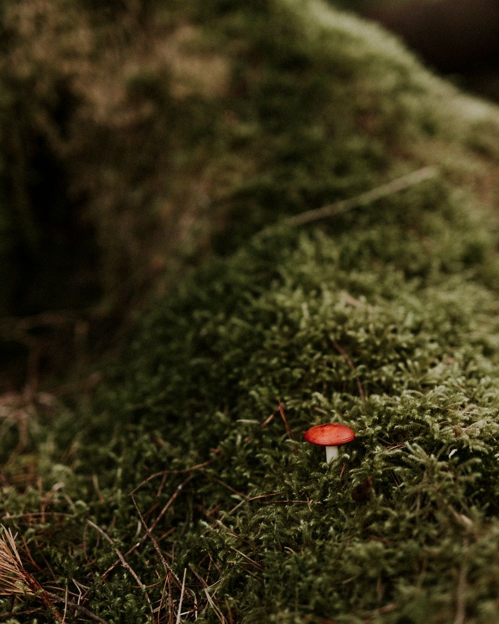 Poisonous mushroom in the moss, Fairy Pools at Isle of Skye, Scotland
