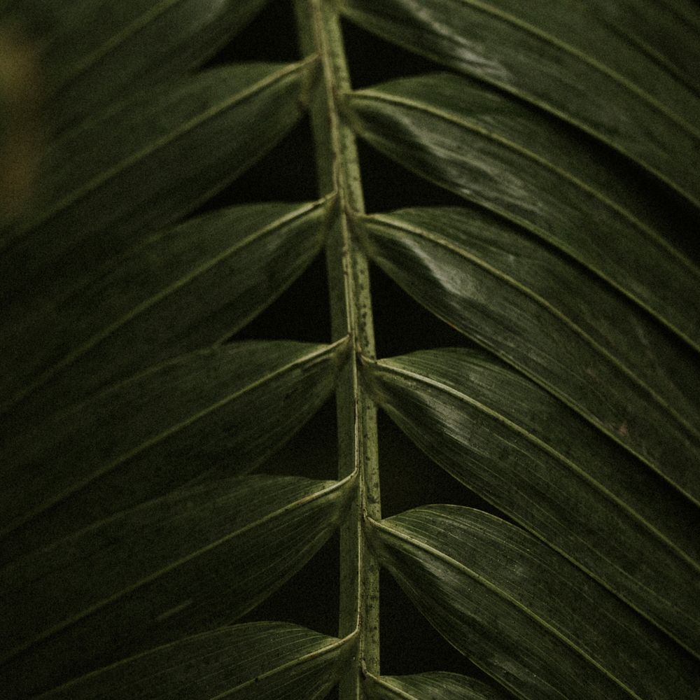 Dark leaf background jungle aesthetic for instagram post