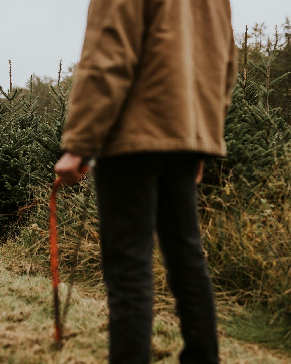 Man carrying a bow saw on a walking patch at a Christmas tree farm 