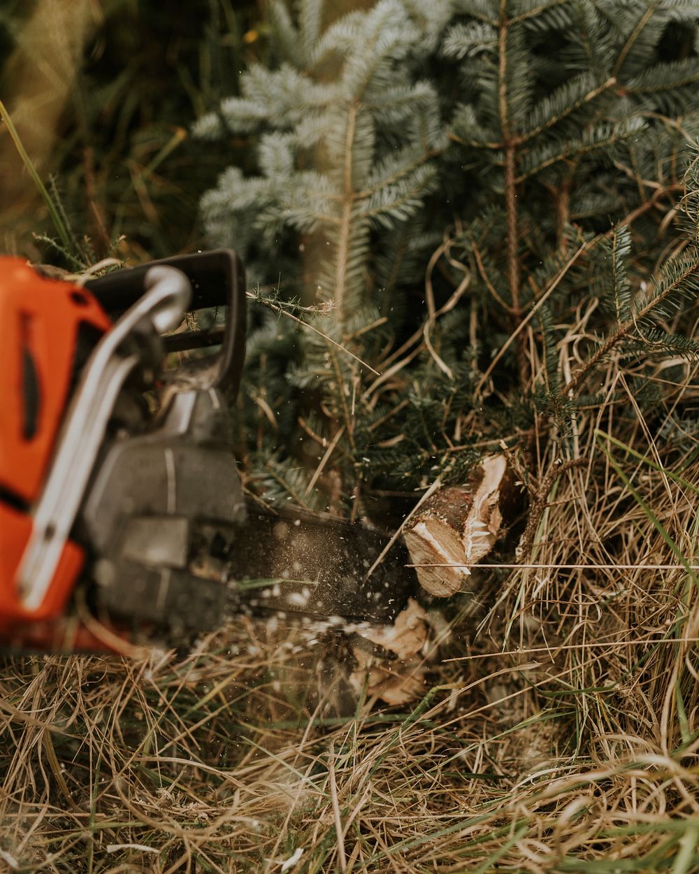 Person cutting a Christmas tree near the roots