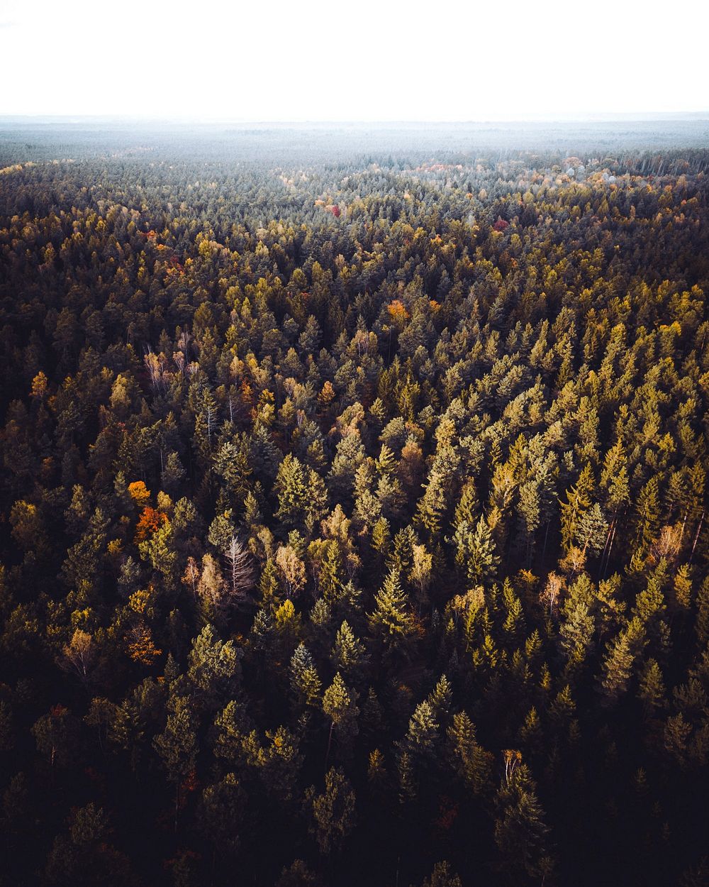Aerial view of Schwarzwald, the black forest, Germany