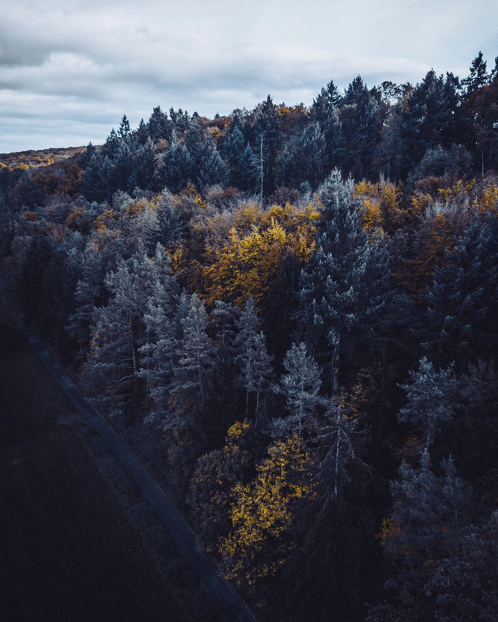 Aerial view of autumn forest in Stuttgart, Germany