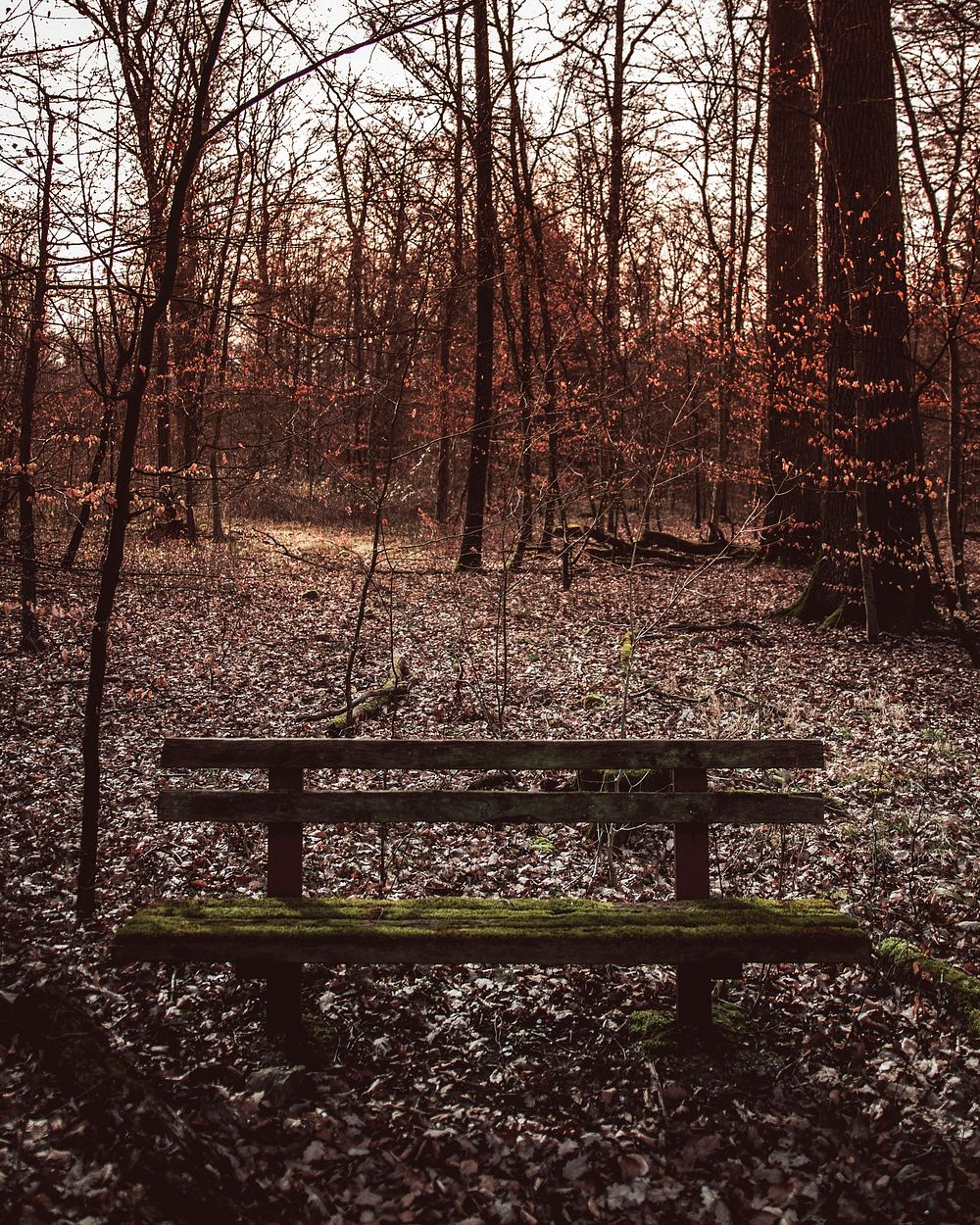 Park bench in the woods of Vaihingen an der Enz, Germany