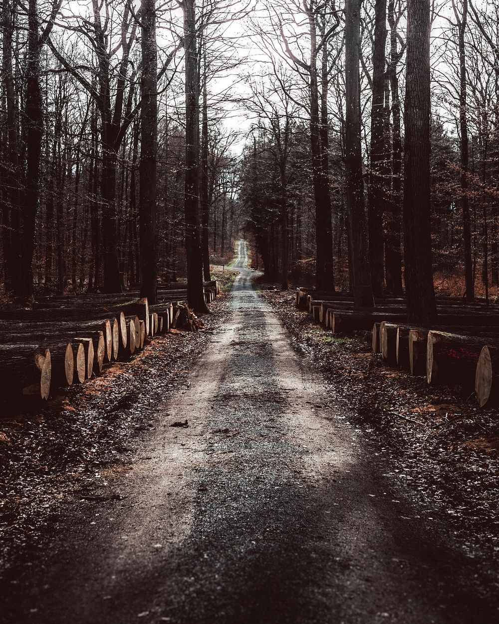 Quiet road through the forest of Vaihingen an der Enz, Germany
