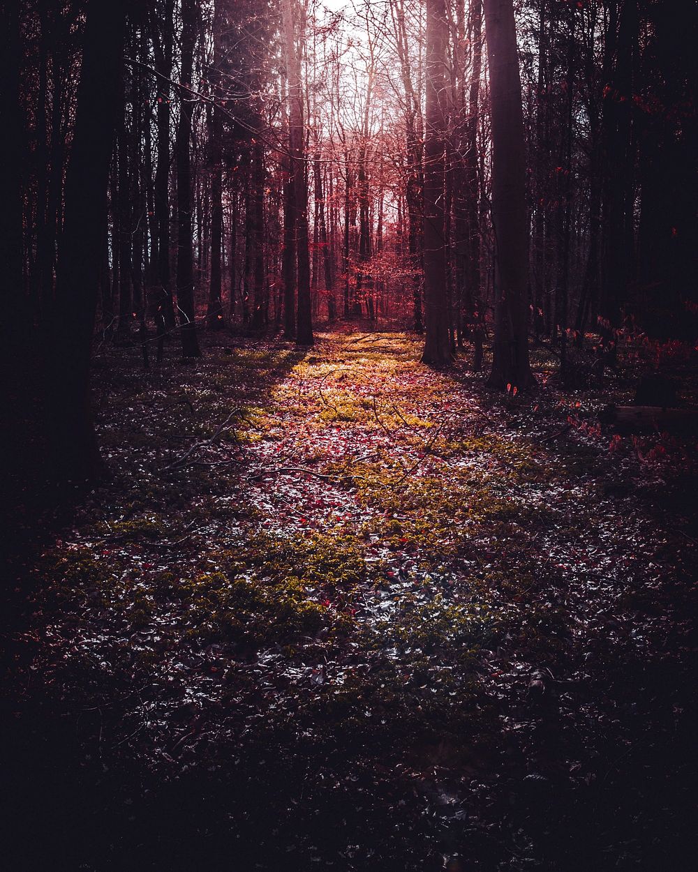 Sun shining through the trees at Vaihingen an der Enz, Germany