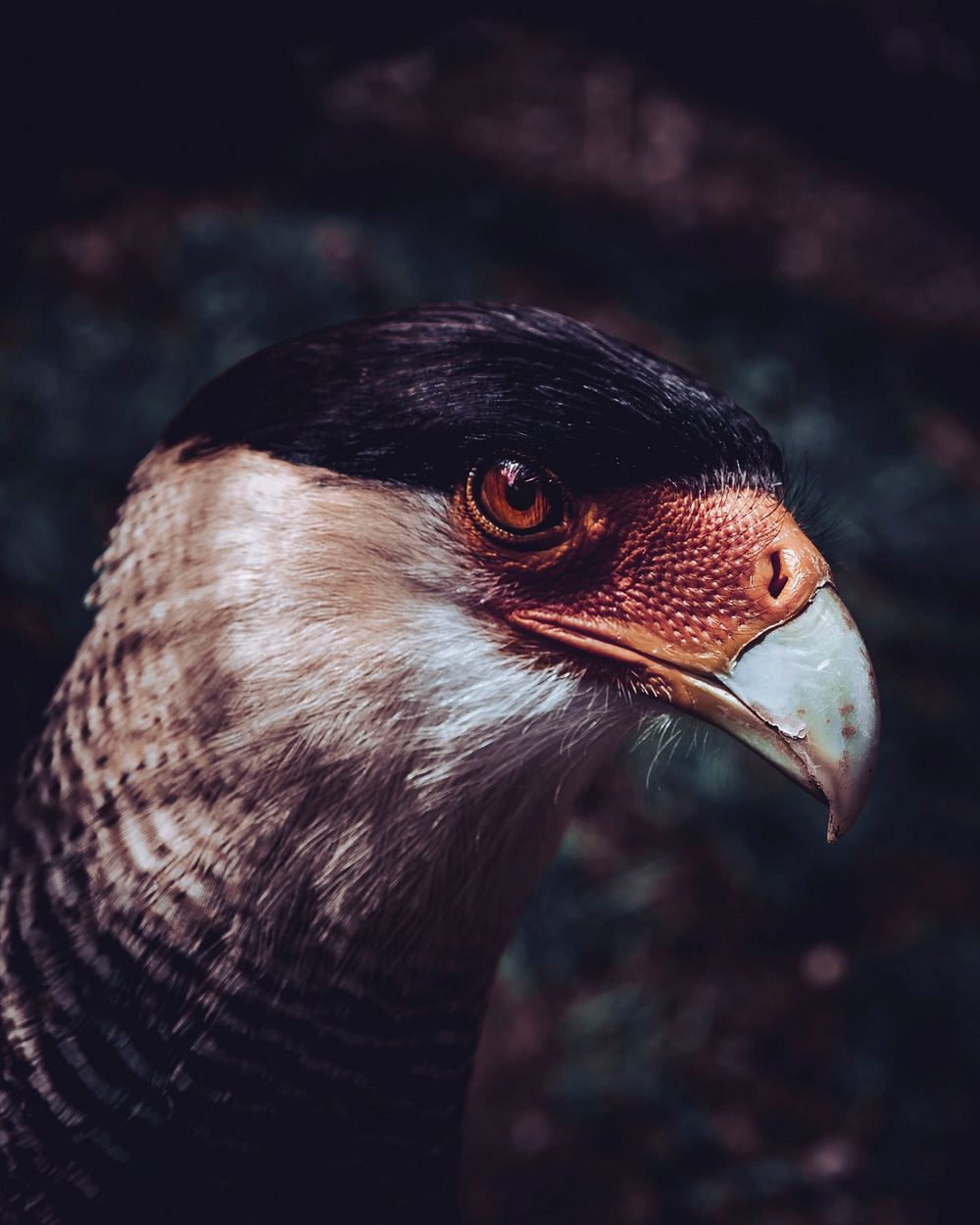 Closeup of a falcon at Wildparadies Stromberg wildlife park, Germany