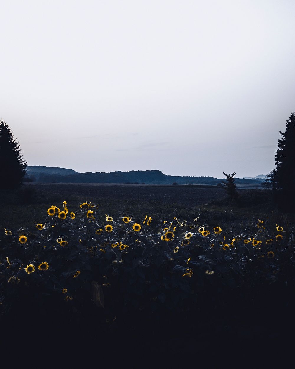 Sunflowers at dusk in Illingen, Baden-Wurttemberg, Germany