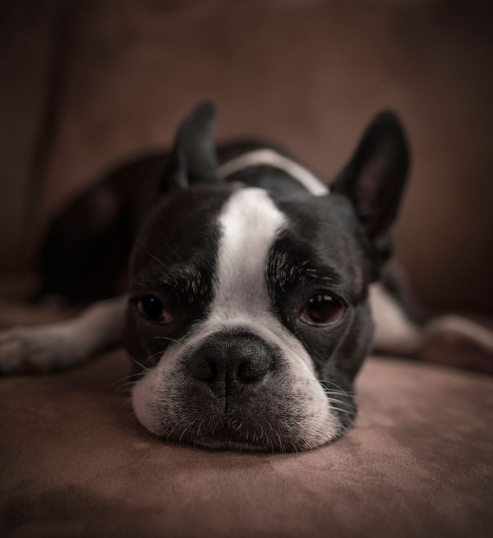Young Boston Terrier lying on a couch