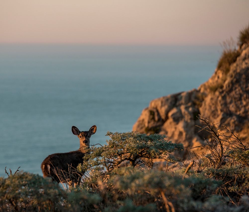 Female Columbian black-tailed deer on the roadside of Point Reyes National Seashore in California, USA