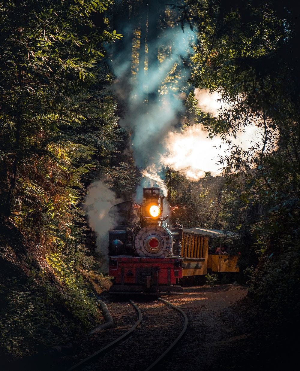 Train running in a forest of Felton ,United States