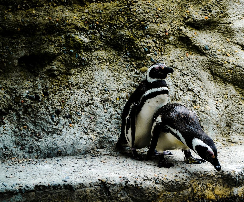 Magellanic penguin at the San Francisco Zoo in California, USA