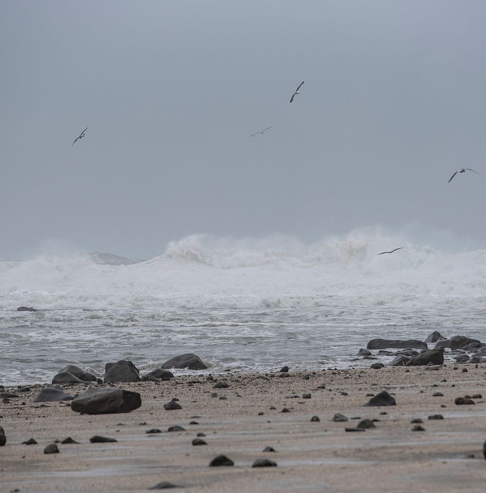 Seagulls gliding over the beach