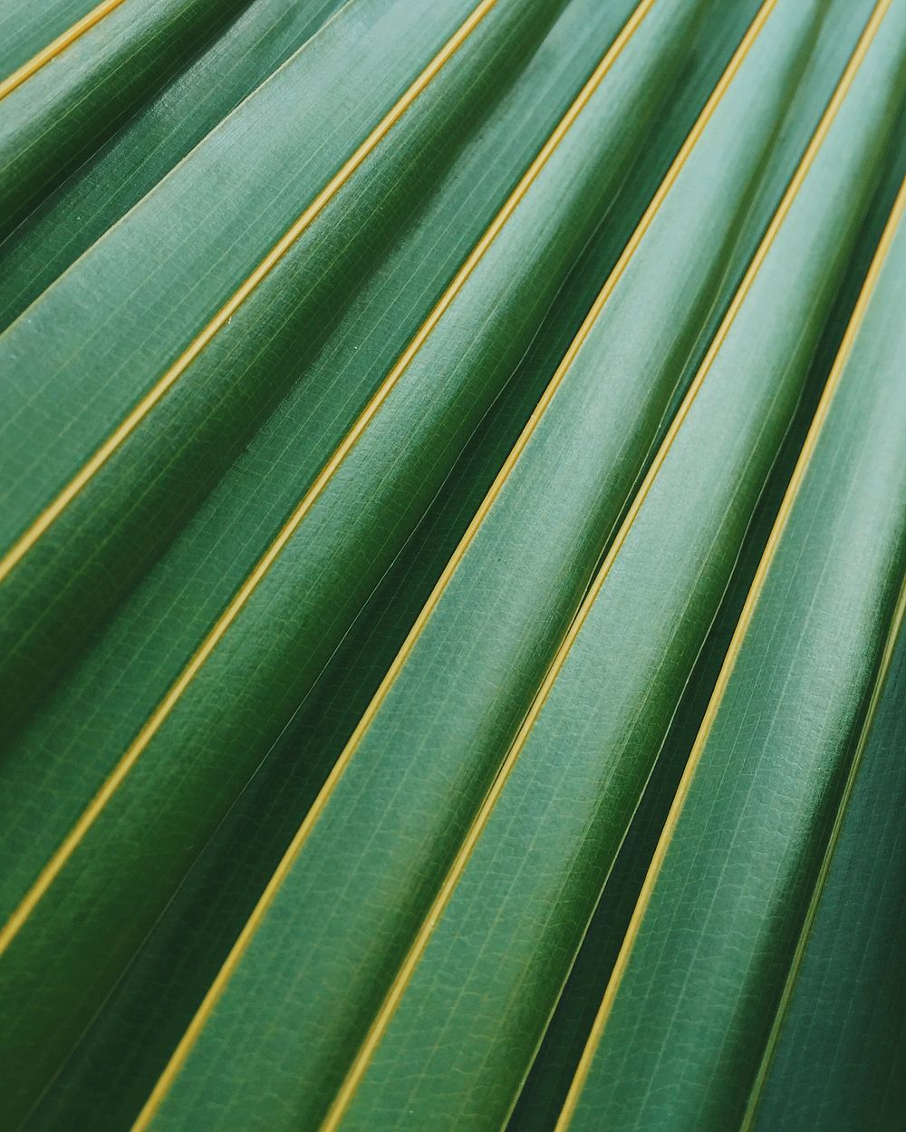 Close up on big green leaf