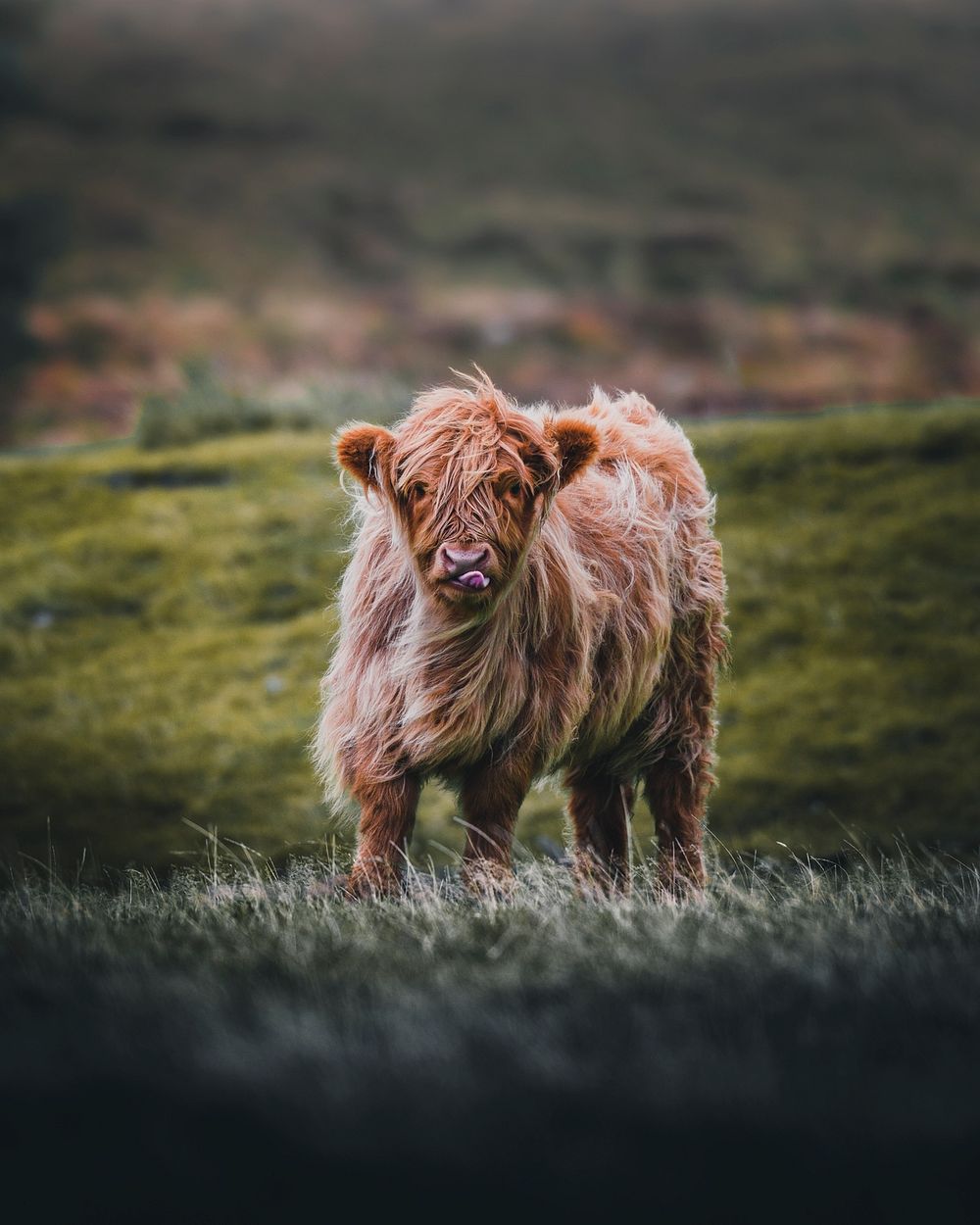 Cute Highland cattle at Scottish Highlands, Scotland