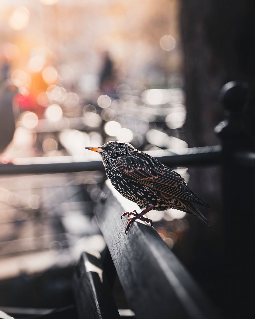 Curious birdie enjoying the sunshine, Madison Square Park, United States